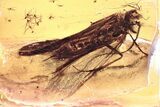 Fossil Snail-Case Caddisfly (Helicopsychidae) In Baltic Amber - Rare! #321679-1